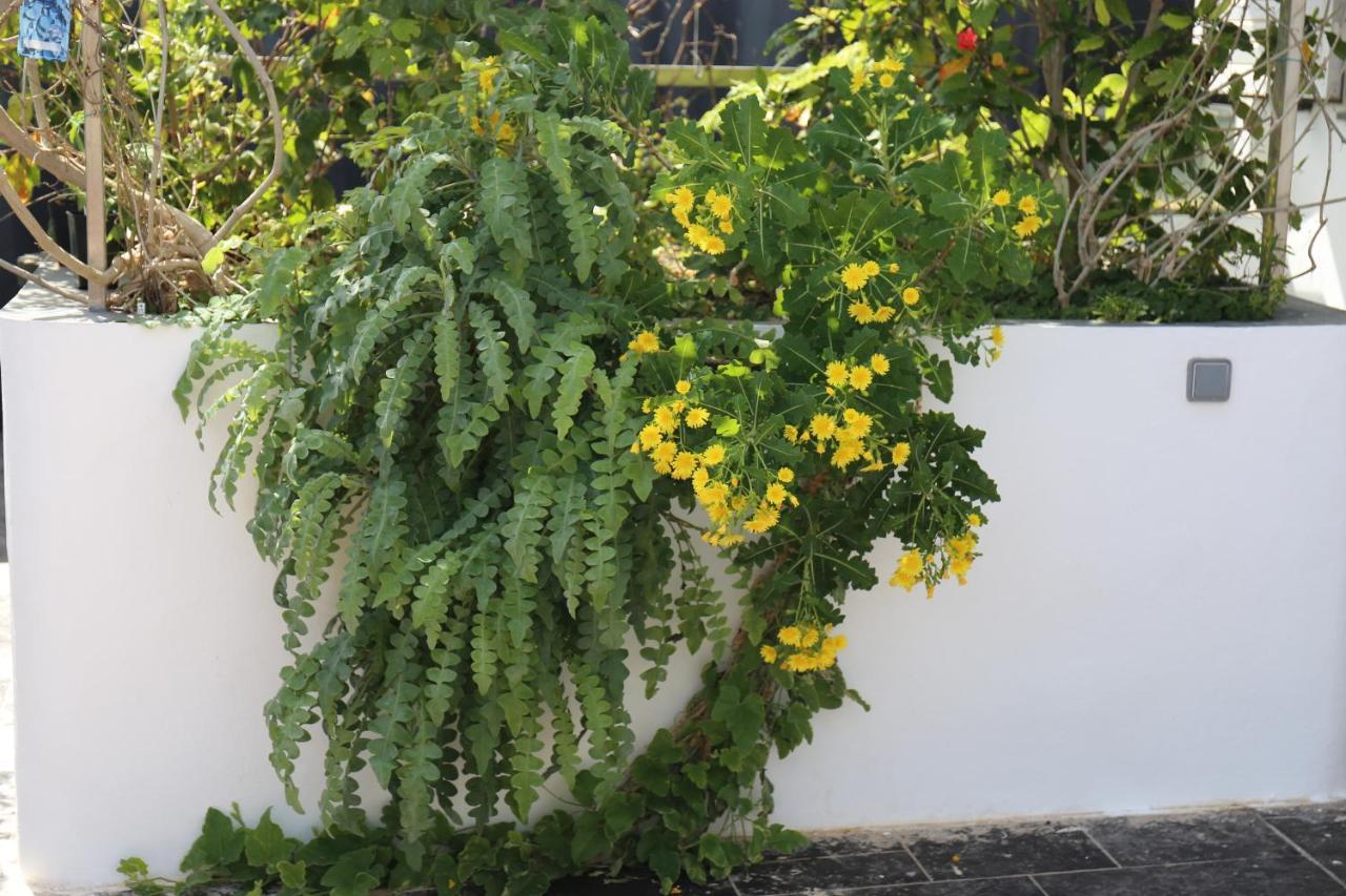 Jungle Paradise La Orotava Dış mekan fotoğraf